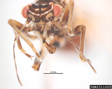 potato/tomato psyllid, Paratrioza cockerelli  (Hemiptera: Psyllidae) - 5311025