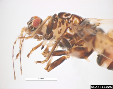 potato/tomato psyllid, Paratrioza cockerelli  (Hemiptera: Psyllidae) - 5311026
