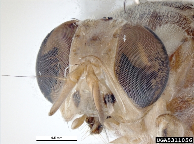 melon fly, Bactrocera cucurbitae  (Diptera: Tephritidae) - 5311056