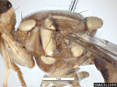 melon fly, Bactrocera cucurbitae  (Diptera: Tephritidae) - 5311059