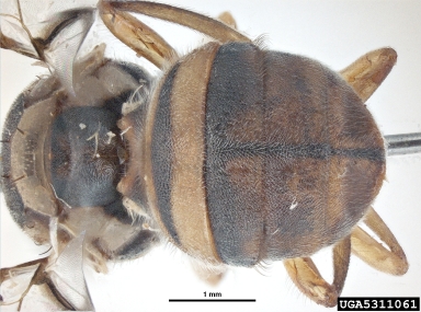 oriental fruit fly, Bactrocera dorsalis  (Diptera: Tephritidae) - 5311061