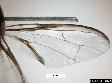 oriental fruit fly, Bactrocera dorsalis  (Diptera: Tephritidae) - 5311067