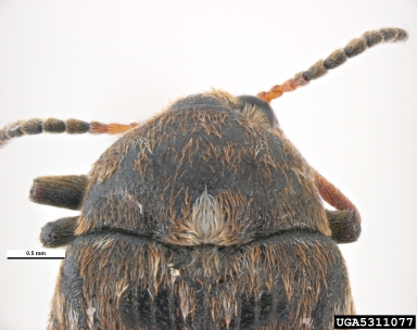 pea weevil, Bruchus pisorum  (Coleoptera: Bruchidae) - 5311077