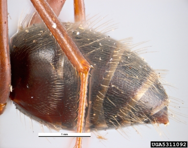 black carpenter ant, Camponotus pennsylvanicus  (Hymenoptera: Formicidae) - 5311092