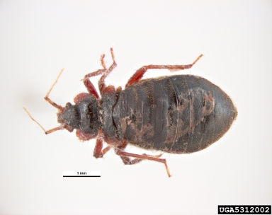 bed bug, Cimex lectularius  (Hemiptera: Cimicidae) - 5312002