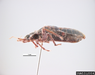 bed bug, Cimex lectularius  (Hemiptera: Cimicidae) - 5312004