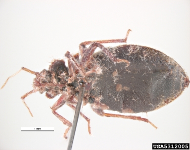 bed bug, Cimex lectularius  (Hemiptera: Cimicidae) - 5312005