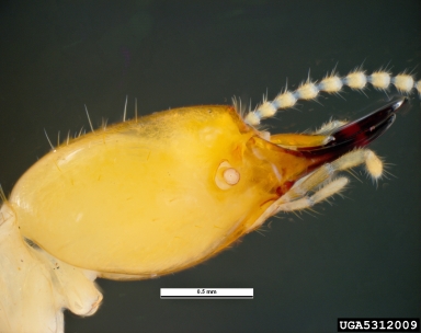 formosan subterranean termite, Coptotermes formosanus  (Isoptera: Rhinotermitidae) - 5312009