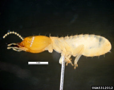 formosan subterranean termite, Coptotermes formosanus  (Isoptera: Rhinotermitidae) - 5312012