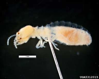 formosan subterranean termite, Coptotermes formosanus  (Isoptera: Rhinotermitidae) - 5312015