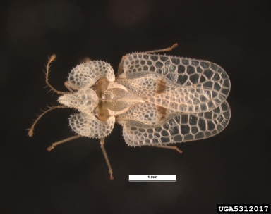 sycamore lace bug, Corythucha ciliata  (Hemiptera: Tingidae) - 5312017