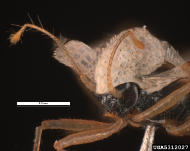 sycamore lace bug, Corythucha ciliata  (Hemiptera: Tingidae) - 5312027