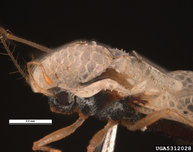 sycamore lace bug, Corythucha ciliata  (Hemiptera: Tingidae) - 5312028