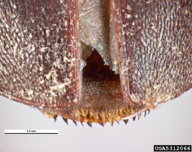 larder beetle, Dermestes lardarius  (Coleoptera: Dermestidae) - 5312066