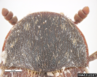 larder beetle, Dermestes lardarius  (Coleoptera: Dermestidae) - 5312067
