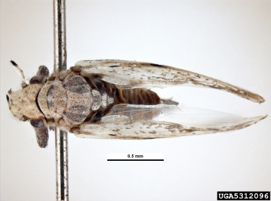 Asian citrus psyllid, Diaphorina citri  (Hemiptera: Psyllidae) - 5312096