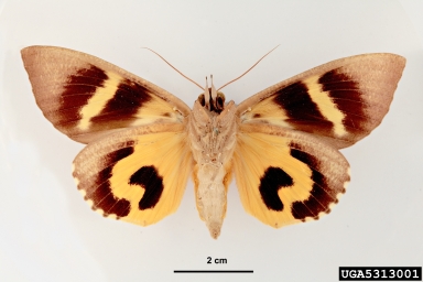 fruit piercing moth, Eudocima fullonia  (Lepidoptera: Erebidae) - 5313001