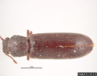 southern lyctus beetle, Lyctus carbonarius  (Coleoptera: Bostrichidae) - 5313010