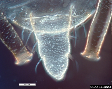 green peach aphid, Myzus persicae  (Hemiptera: Aphididae) - 5313023