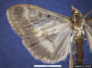 European corn borer, Ostrinia nubilalis  (Lepidoptera: Crambidae) - 5313052