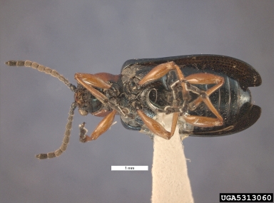 cereal leaf beetle, Oulema melanopus  (Coleoptera: Chrysomelidae) - 5313060