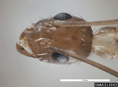 crazy ant, Paratrechina longicornis  (Hymenoptera: Formicidae) - 5313063