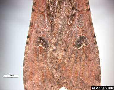 variegated cutworm, Peridroma saucia  (Lepidoptera: Noctuidae) - 5313080