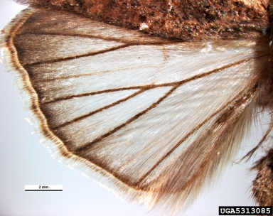 variegated cutworm, Peridroma saucia  (Lepidoptera: Noctuidae) - 5313085