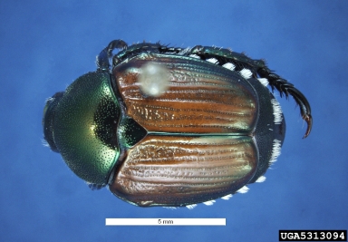 Japanese beetle, Popillia japonica  (Coleoptera: Scarabaeidae) - 5313094