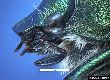 Japanese beetle, Popillia japonica  (Coleoptera: Scarabaeidae) - 5313097