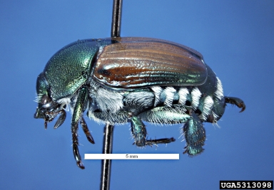 Japanese beetle, Popillia japonica  (Coleoptera: Scarabaeidae) - 5313098