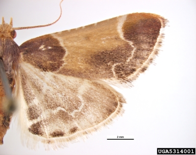 meal moth, Pyralis farinalis  (Lepidoptera: Pyralidae) - 5314001