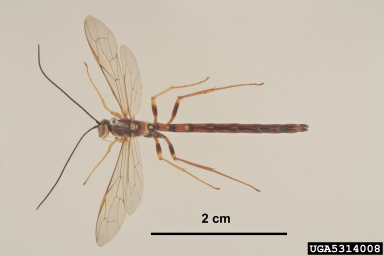 Ichneumonid wasp, Megarhyssa nortoni  (Hymenoptera: Ichneumonidae) - 5314008