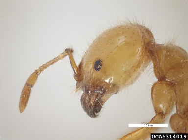 fire ant, Solenopsis geminata  (Hymenoptera: Formicidae) - 5314019