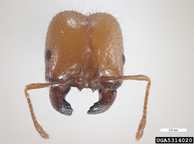 fire ant, Solenopsis geminata  (Hymenoptera: Formicidae) - 5314020