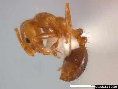 red imported fire ant, Solenopsis invicta  (Hymenoptera: Formicidae) - 5314039