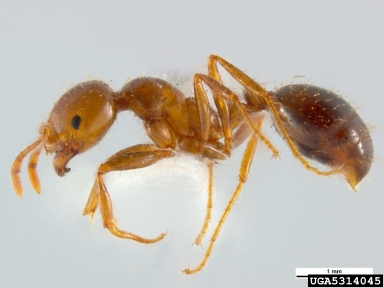 red imported fire ant, Solenopsis invicta  (Hymenoptera: Formicidae) - 5314045