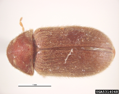 drugstore beetle, Stegobium paniceum  (Coleoptera: Anobiidae) - 5314048