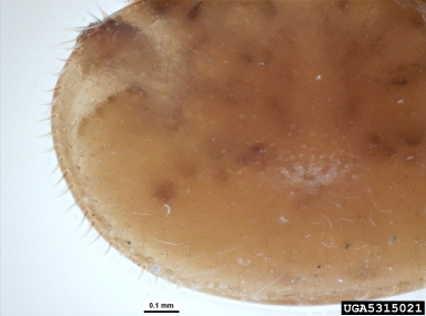 varroa mite, Varroa jacobsoni  (Acari: Varroidae) - 5315021