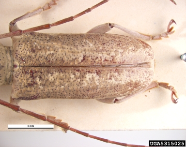 fig longicorn beetle, Acalolepta vastator  (Coleoptera: Cerambycidae) - 5315025
