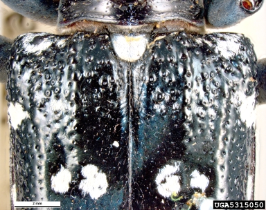citrus longhorned beetle, Anoplophora chinensis  (Coleoptera: Cerambycidae) - 5315050