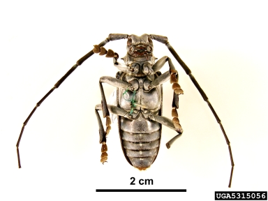 citrus longhorned beetle, Anoplophora chinensis  (Coleoptera: Cerambycidae) - 5315056
