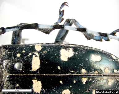 Asian longhorned beetle, Anoplophora glabripennis  (Coleoptera: Cerambycidae) - 5315072