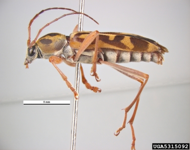 bamboo borer, Chlorophorus annularis  (Coleoptera: Cerambycidae) - 5315092