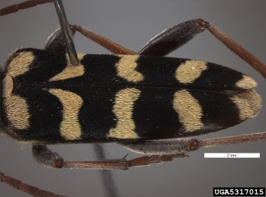 lucerene longicorn, Plagionotus floralis  (Coleoptera: Cerambycidae) - 5317015