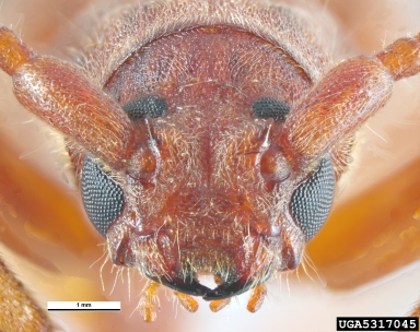 long-horned beetle, Stromatium fulvum  (Coleoptera: Cerambycidae) - 5317045