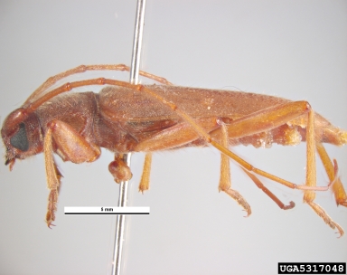 long-horned beetle, Stromatium fulvum  (Coleoptera: Cerambycidae) - 5317048