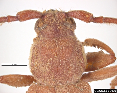 long-horned beetle, Stromatium fulvum  (Coleoptera: Cerambycidae) - 5317064