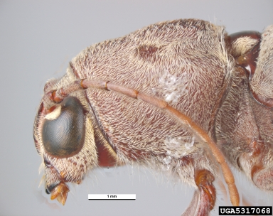 long-horned beetle, Xylotrechus stebbingi  (Coleoptera: Cerambycidae) - 5317068