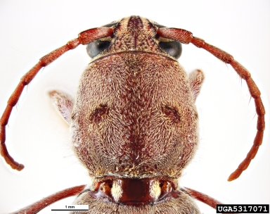 long-horned beetle, Xylotrechus stebbingi  (Coleoptera: Cerambycidae) - 5317071